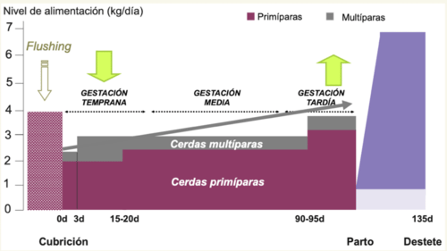 <p>MUCHO (flushing)</p><p>para ↑ energía para ↑ tasa de ovulación</p>