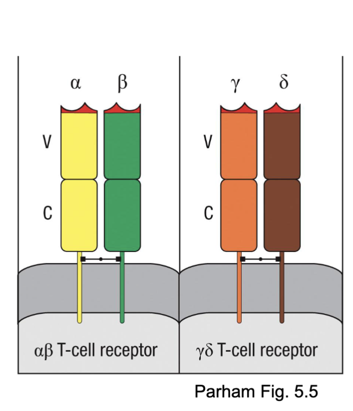 <ul><li><p><span><span>Most diverse antigen recognition repertoire</span></span></p></li><li><p><span><span>Typically recognize MHC with short peptides</span></span></p></li><li><p><span><span>Most common in the human and mouse T cell repertoire</span></span></p></li></ul><p>alpha/beta most common (very diverse repertoire, more segments for rearrangement)</p>