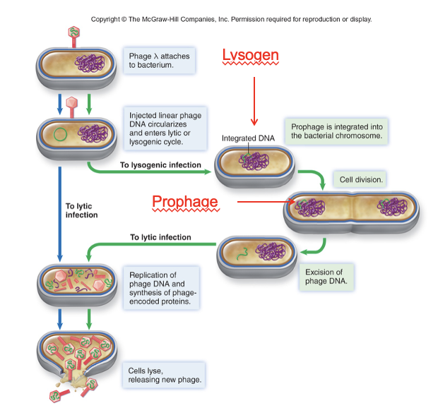 <ol><li><p>bacteriophage attaches to surface of bacterial cell and injects its nucleic acid</p><ol><li><p>Bacteriophage has to make a decision of lytic replication or lysogeny</p></li><li><p>If it chooses lysogeny…</p></li></ol></li></ol><ol start="3"><li><p>Genetic info is inserted into bacterial chromosome</p><ol><li><p>This creates a <strong>lysogen</strong>, which is a cell in a state of lysogeny (latent state)</p></li><li><p>When the bacteriophage genetic info is integrated in the bacterial chromosome, it’s called a <strong>prophage</strong></p></li></ol></li><li><p>Once lysogeny is established, the bacterial cell will go about its normal business of growing and dividing</p><ol><li><p>Each time it divides it replicates chromosome, also replicating the bacteriophage DNA</p></li><li><p>All the daughter cells will have it as well</p></li></ol></li><li><p>Lysogeny can last indefinitely</p></li><li><p>If there is damage to the host cell, that bacterial cell will die and take the bacteriophage with it</p></li><li><p>So, if the bacterial cell looks like it might die, the bacteriophage will leave the bacteria and try to find a host cell where it can complete lytic replication</p></li></ol><p></p>