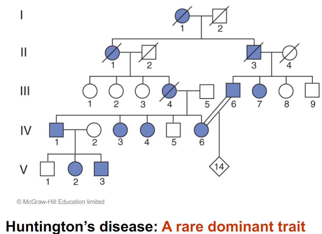 <ul><li><p>vertical pattern of inheritance indicates rare dominant trait</p></li><li><p>alters human neurodevelopment</p></li><li><p>people who carry mutation can live healthy lives for 4+ decades(~40) before onset of symptoms</p></li></ul>