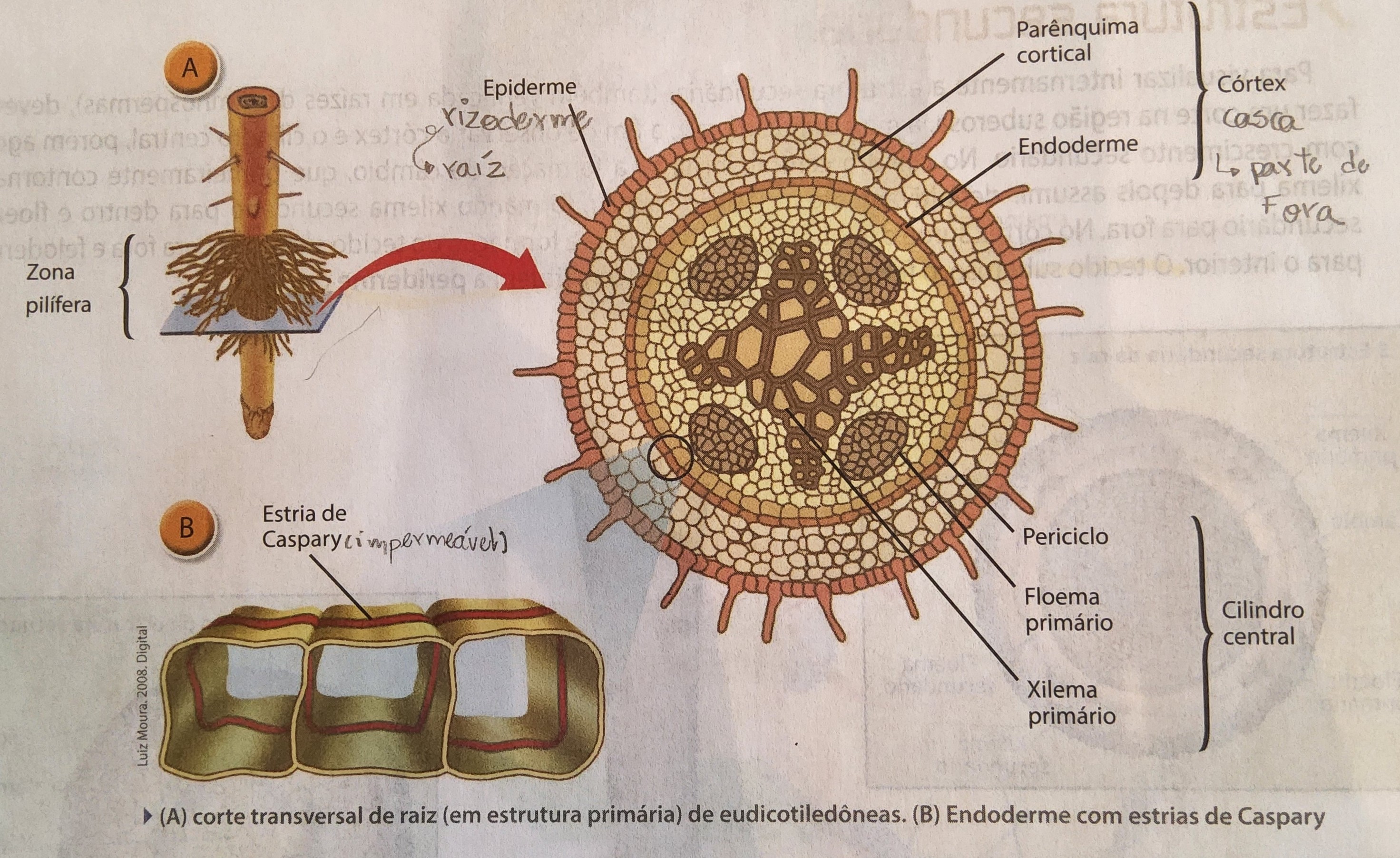 * epiderme;
  * origina-se da protoderme
  * uniestratificada, sem estômatos e sem cutícula
  * exoderme → proteção
* córtex (casca);
  * parênquima cortical + endoderme 
  * filtração
    * endoderme → presença de uma faixa, **faixa ou estria de Caspary,** constituída de suberina
    * seleção do material absorvido e seu movimento até o cilindro central
* cilindro central (cilindro vascular);
  * periciclo ou camada rizogênica → composto por células parenquimáticas, e a partir dele formam-se as raízes laterais