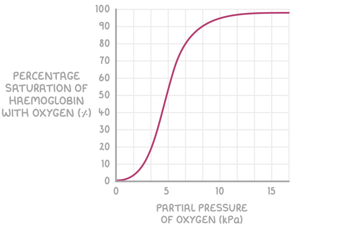 <p>Why is the oxygen dissociation curve this shape </p>