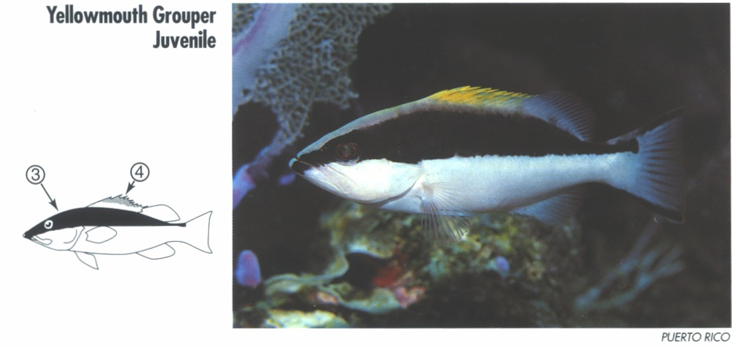 <p><span>JUVENILE: 3. Bicolored; dark back, white belly. 4. yellow spinous fin.</span></p>