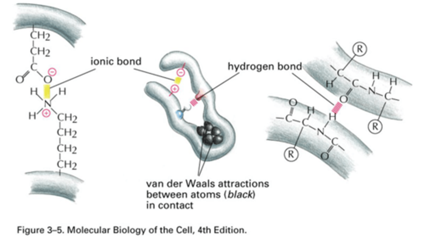 <p>1. Ionic (salt bridges)</p><p>- Important in tertiary and quaternary structures</p><p>- Negative AA interacts with Positive AA</p><p>2. Van der Waals</p><p>- Occur by close packing of AA side chains</p><p>- Often important in stabilization at center of protein</p>