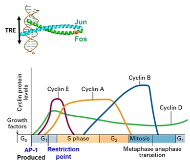 <p>AP1 and MYC stimulates production in G1 phase</p>