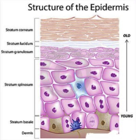 <p>stratum granulosom</p>