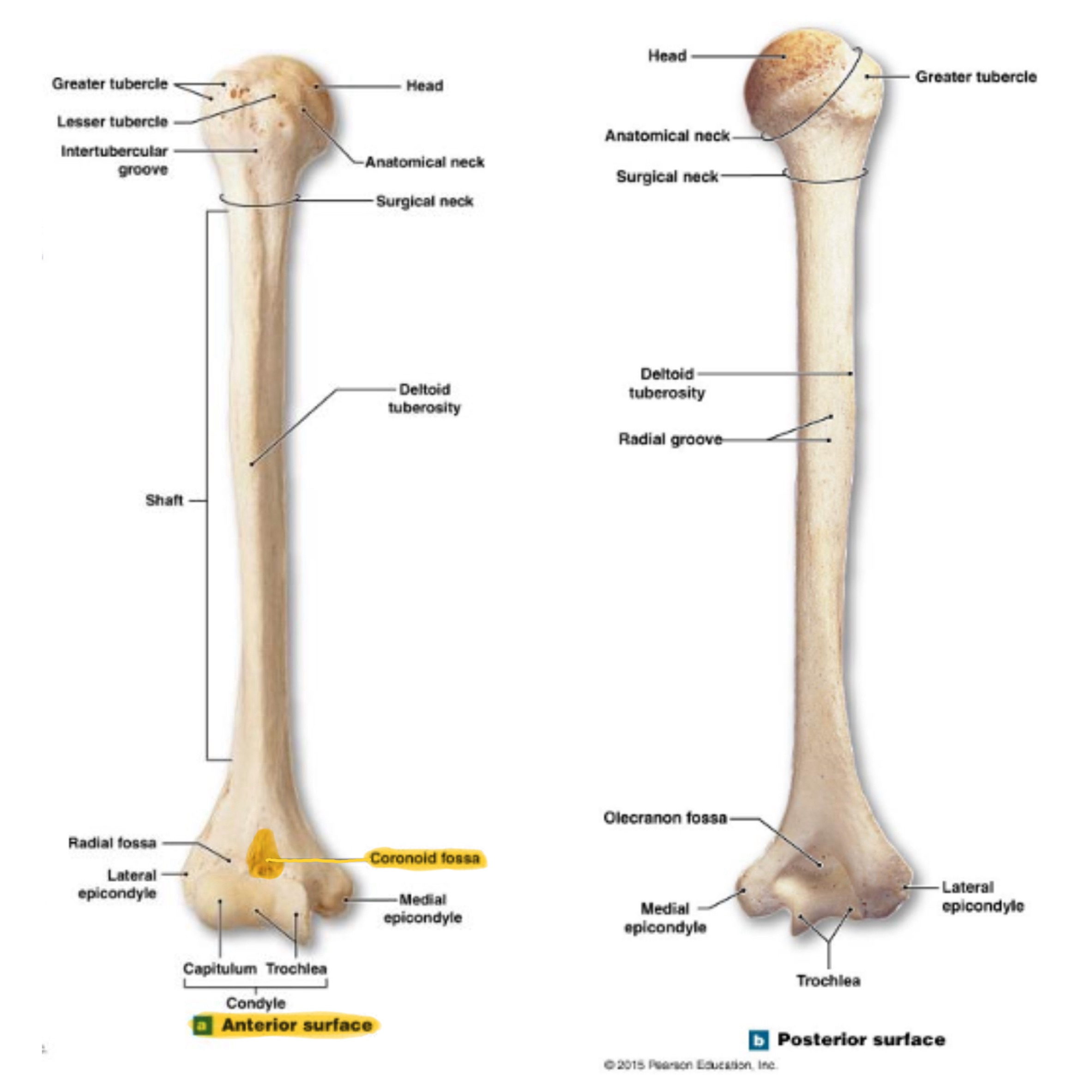 <p>depression on anterior surface above trochlea; receives coronoid process of ulna during elbow flexion</p>