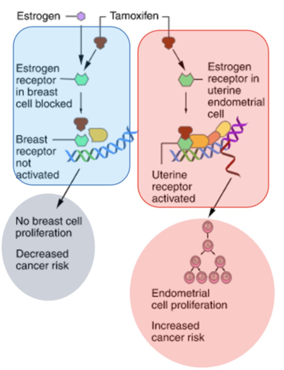 <p>display selective agonism or antagonism according to different tissues</p><p>Selectivity is possible because:</p><p>-- Estrogen receptors (ER), ER-a and ER-b show differential tissue expression</p><p>-- Tissue dependent responses ranging between pro-estrogenic, partially estrogenic and anti-estrogenic effects</p><p>Therapeutic Uses:</p><p>- Cancer Chemotherapy</p><p>- Prevent and treat osteoporosis</p><p>- Fertility</p><p>Selectivity is possible because:</p><p>- Estrogen receptors (ER), ER-a and ER-b show differential tissue expression</p><p>- Tissue dependent responses ranging between pro-estrogenic, partially estrogenic and anti-estrogenic effects</p>