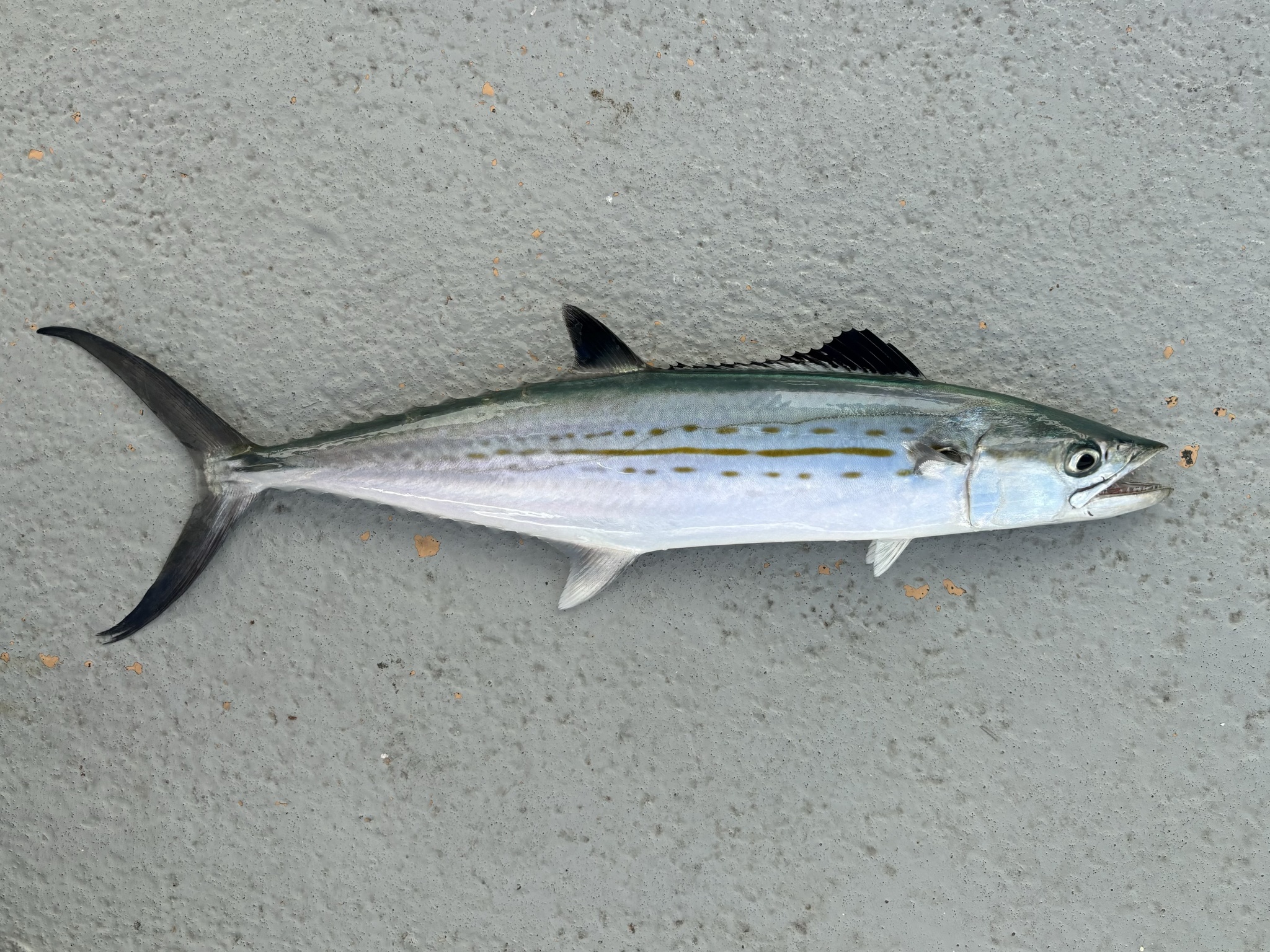 <p>rusty-orange to yellow streak on sides along midline with a similarly colored oblong spot present above and below the streak</p><p>The anterior portion of the dorsal fin is black with a white base</p><p>iridescent green to blue-green and silver below the color</p><p>later line gradually slopes</p>