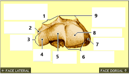 <p>8</p>