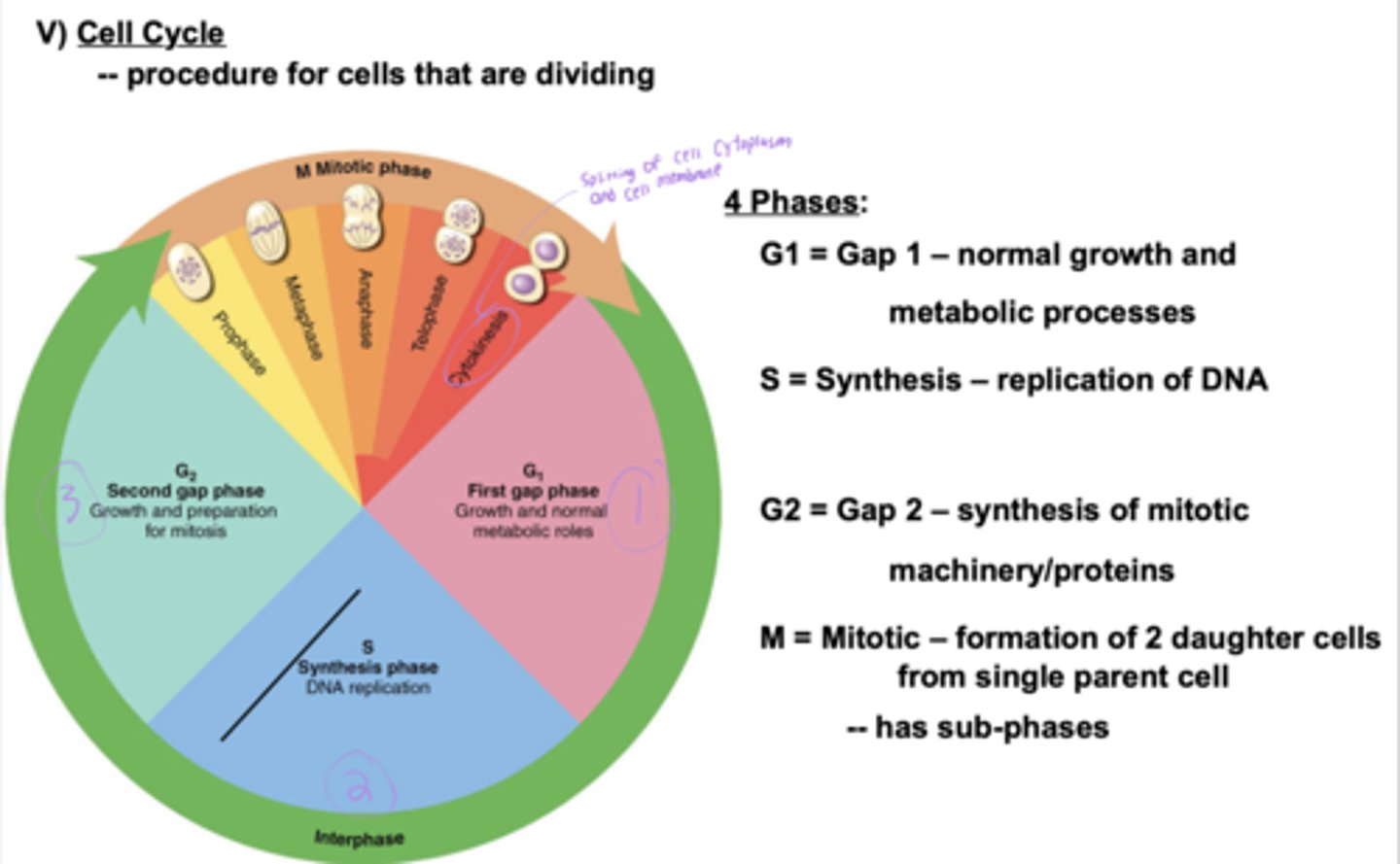 <p>The phase of growth and preparation for mitosis.</p>