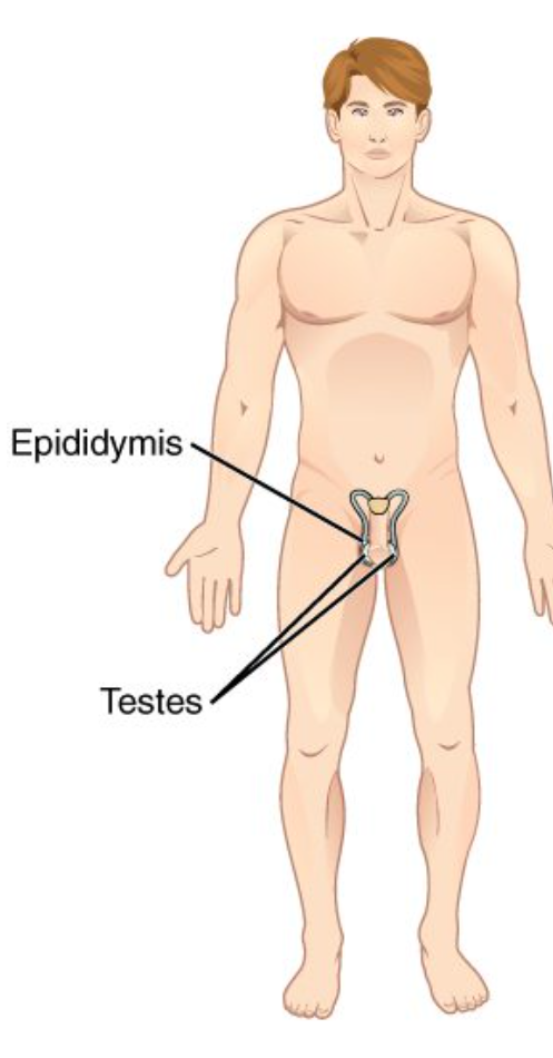 <p>Reproductive System</p>