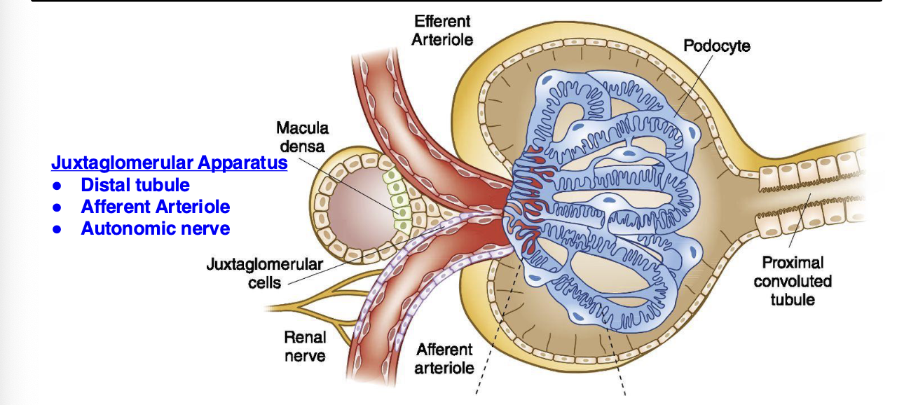 <ul><li><p>afferent arterioles adjacent to <em>distal tubule</em> can dilate or constrict based on the composition of the filtrate</p><ul><li><p>this regulates BP</p></li></ul></li><li><p>if BP is too low, <strong>juxtaglomerular cells secrete <u>renin</u></strong> </p><ul><li><p>results in arteriole constriction to increase BP and tubules retains/reabsorbs salt from filtrate</p></li></ul></li></ul><p></p>