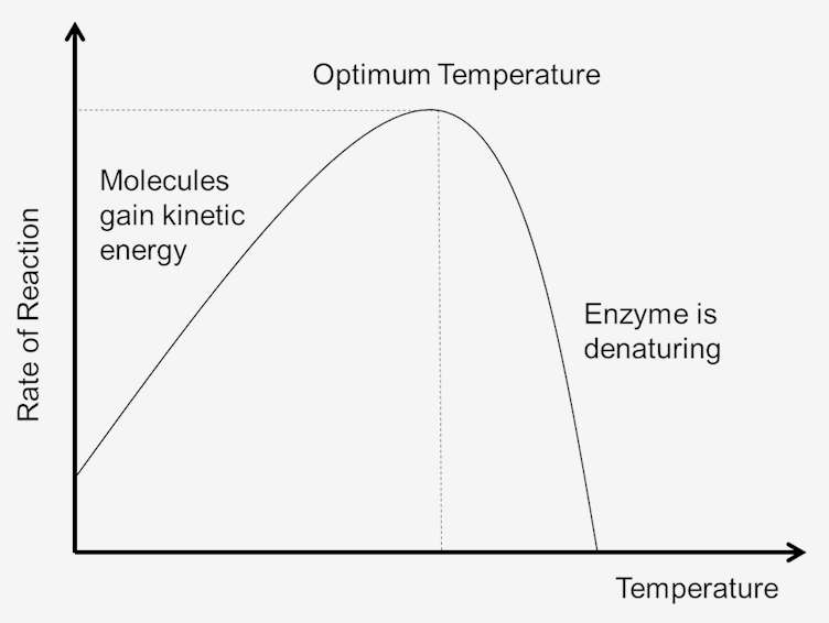 <p>As the temperature increases, the molecules gain more kinetic energy, collide more, and enzyme activity increases</p><p>However, when the temperature is past the optimum temperature for enzymes, they vibrate too much, the active site changes shape, and the substrate can’t bind anymore, as the enzyme has denatured. This means that enzyme activity decreases</p>