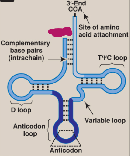 <p>What is this part of tRNA?</p>