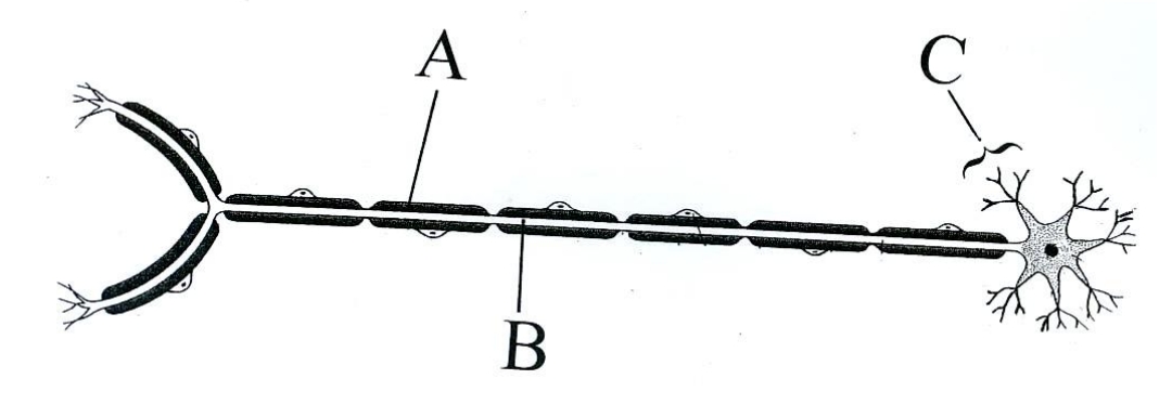 <p>Carry electrical messages away from Central Nervous System to Peripheral  Nervous System.</p>