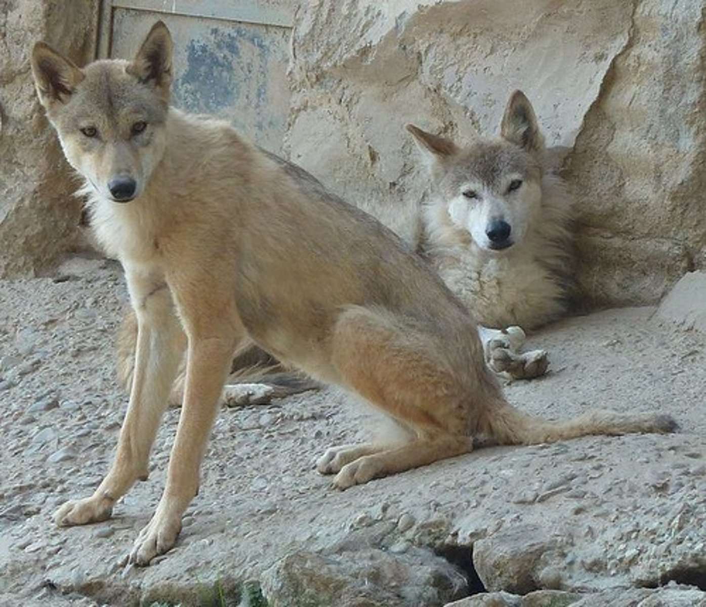 <p>A pack typically consists of one breeding pair and related individuals who assist in rearing the young.</p>