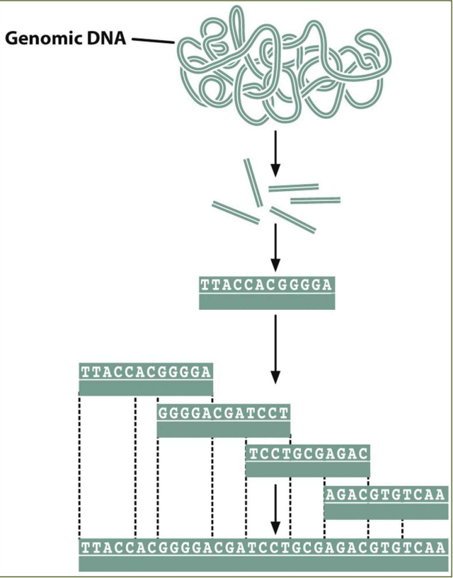 -  Shear entire genome into small pieces and clone
- Sequence millions of clones.(e.g. 3.2 billion bp/700bp ≈ 4.5 million sequencing reactions)
- Assemble all those sequences
- Blow up genome---> re-sequence it 