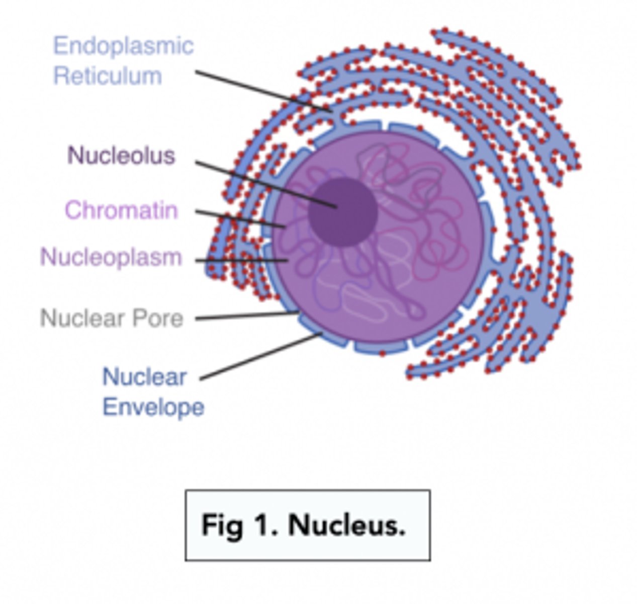 <p>- Nucleolus</p><p>- Nuclear envelope</p><p>- Chromatin</p><p>- Nuclear pores</p>