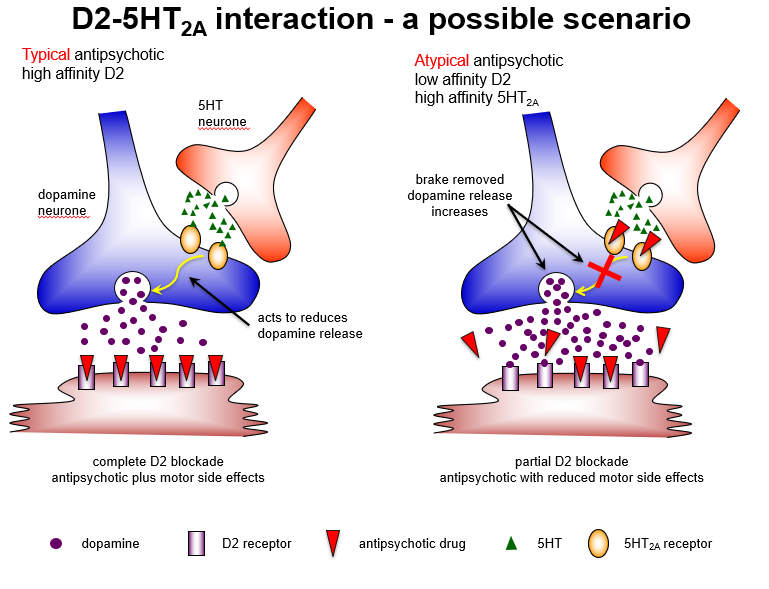 <p>Because <strong>5HT2A antagonism predominates in the nigrostriatal pathway</strong>, increasing dopamine release, leading to <strong>partial D2 blockade</strong> and <strong>reduced EPS</strong>.</p>
