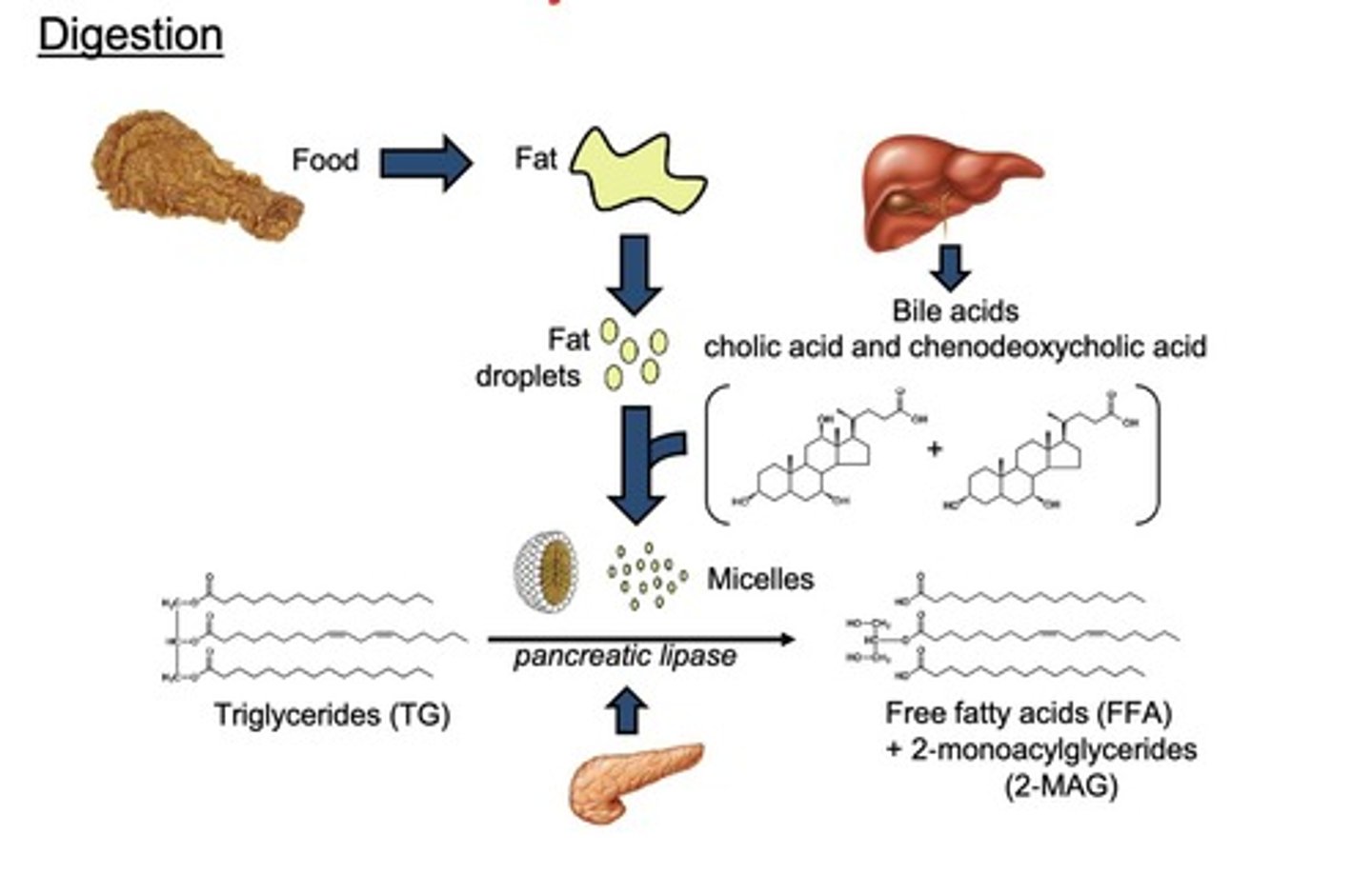 <p>Bile acids help <u>break dow</u>n dietary fats into <u>micelles, </u>facilitating the <u>formation</u> of free fatty acids (FFA).</p>