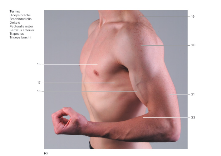 <p>Label the following: Muscle</p>