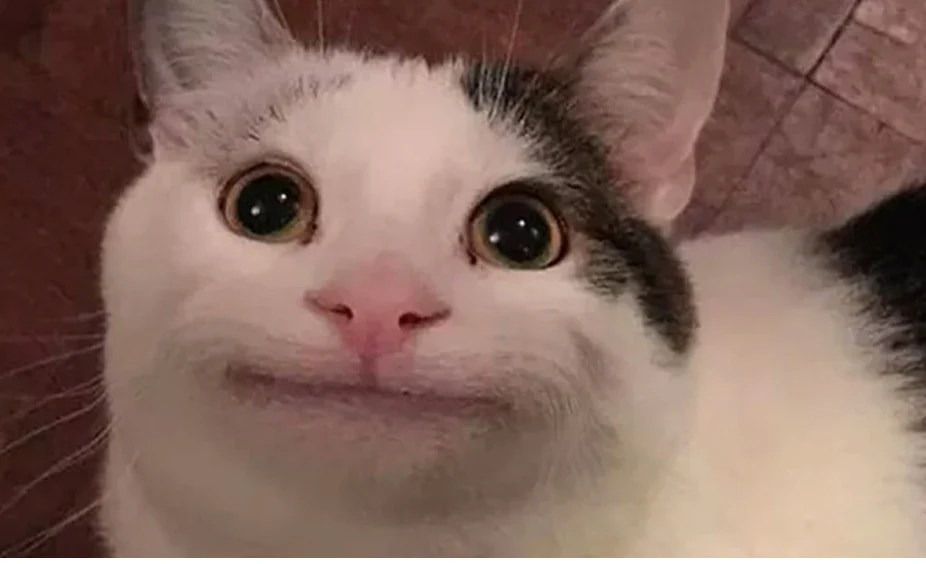 <p>URT disease, oral ulcerations, viral arthritis, gingivitis/stomatitties </p>