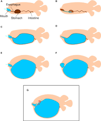 <p> buccal gulping&nbsp;</p>
