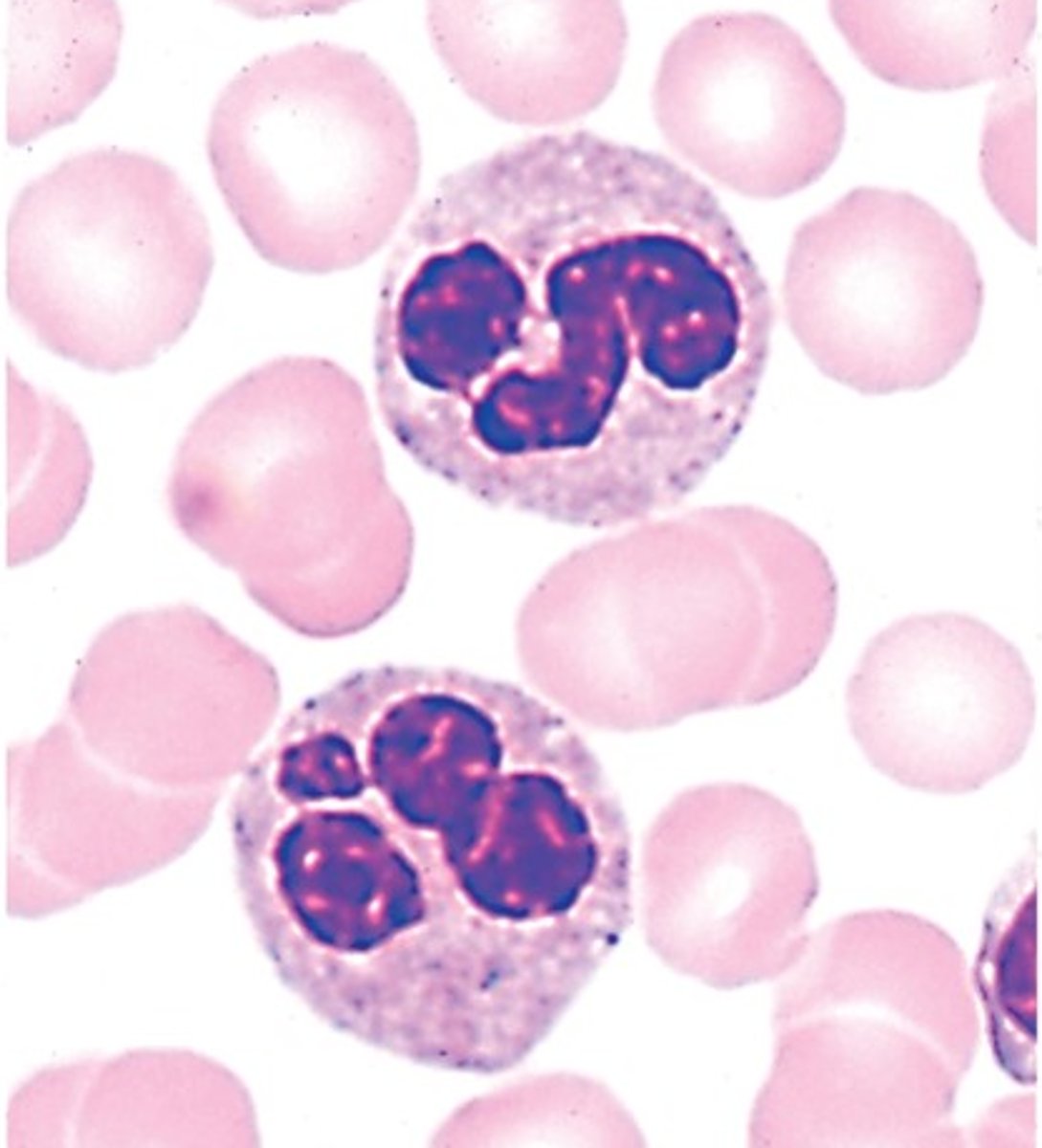 <p>Identify these leukocytes</p>