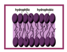 <p>_____ has 2 layers of <br>MOLECULES = BILAYER </p>