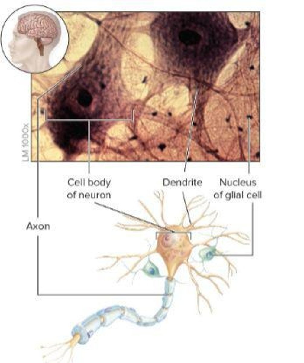<p>Receive incoming signals and transmit the information to the cell body</p>