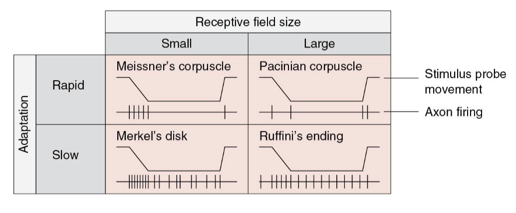 <ul><li><p>We can combine all 4 into a 2x2 chart</p></li><li><p>Most things we feel involve some input from all</p></li></ul><p>Examples:</p><ol><li><p>Catching a football? <span><strong><span>Pacinian corpuscle</span></strong></span></p></li><li><p>Reaching into your backpack to find your favourite pen? <strong>Merkel’s disk</strong></p></li><li><p>Holding someone’s hand? <strong>Ruffini’s ending</strong></p></li><li><p>Petting your dog? <strong>Pacinian corpuscle</strong></p></li><li><p>Holding guitar cord? <strong>Merkel’s disk</strong></p></li></ol><p></p>