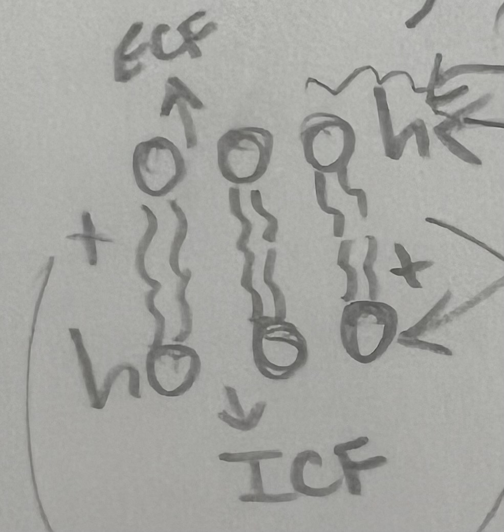 <p>water-INsoluble fatty acid chains that make up the interior of the membrane (hydrophobic)</p><ul><li><p>nonpolar: no charge → don’t want to react</p><p>** oil (FAT) doesn’t mix with water</p></li></ul>