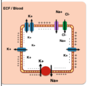The overall charge neutrality in the center of the cell  \n would be maintained independently of the membrane  \n potential

\
... only a very small number of  \n negative and positive ions need  \n to be separated by the  \n membrane to create the resting  \n membrane potential.  \n The ICF concentrations of  \n Na+ and K+  \n do not change much.