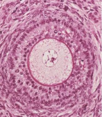 <p>Preantral |  Secondary Follicle </p>