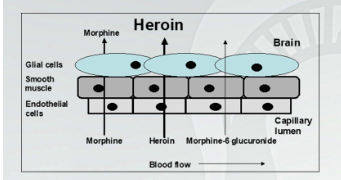 <p><strong><span style="font-family: Arial, sans-serif">Heroin:Distinct Characteristics from Morphine</span></strong></p><p><br></p>