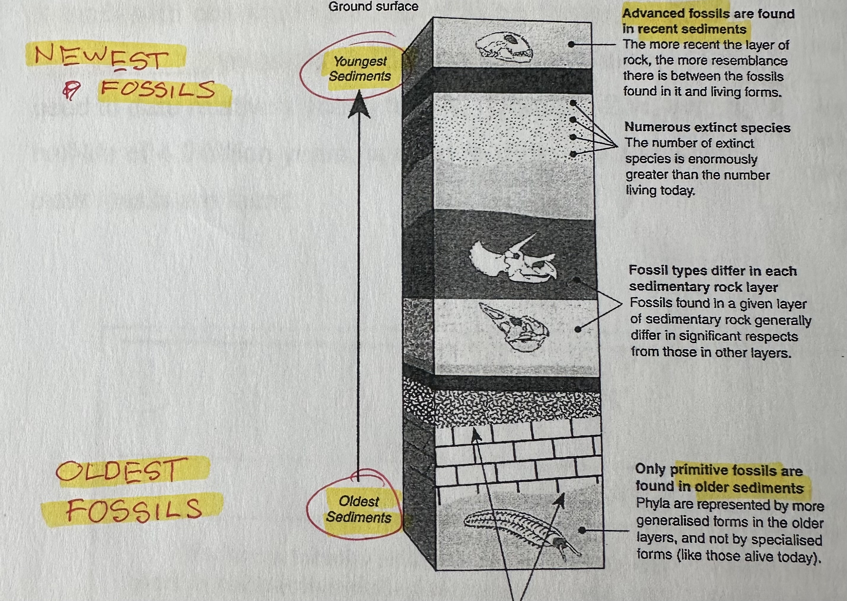 <p>age of fossil determined by position in sedimentary rock. In <strong>undisturbed</strong> sedimentary rock, <strong>most recent fossils found in upper layers </strong>and <strong>older fossils in lower layers.</strong> Can determine <strong>relative age</strong>.</p>