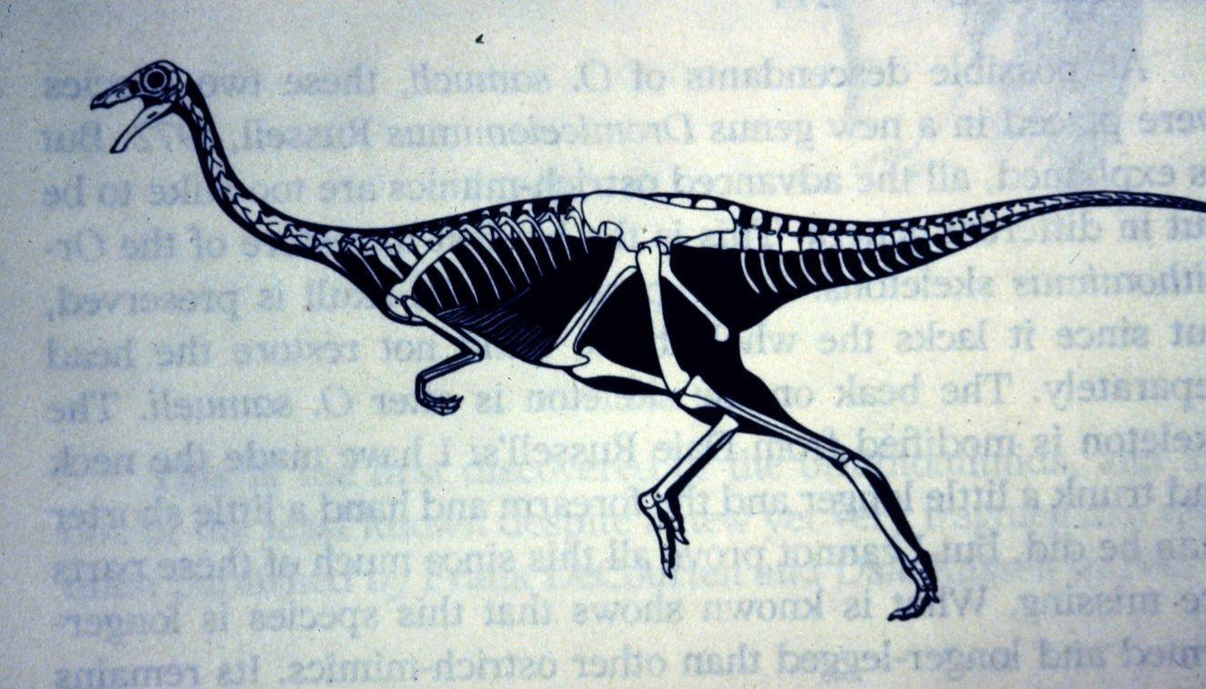 <p>Locmotor Adaptation: Cursorial</p>