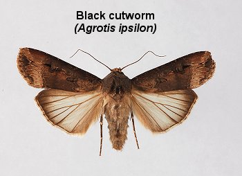 <p>noctuidae</p>