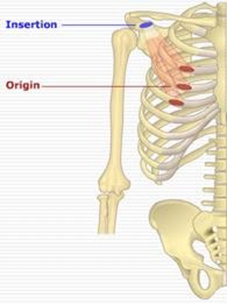 <p>Coracoid Process of Scapula</p>