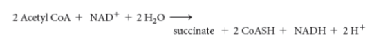 <p>Similar to CAC, the Glyoxylate Cycle allows carbohydrate synthesis from</p>