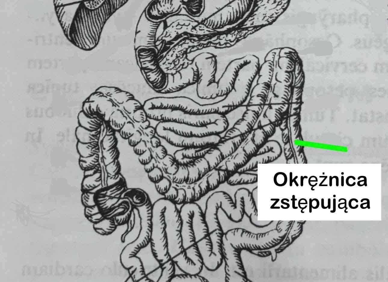 <p>Okrężnica zstępująca</p>
