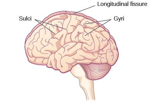 <p>The <span>distinctive pattern of folds or bumps of the brain </span>(allow us to separate the brain into functional centers)</p>