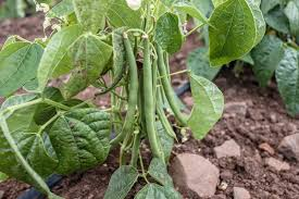 <p><em>Phaseolus vulgaris</em> (Beans)</p>