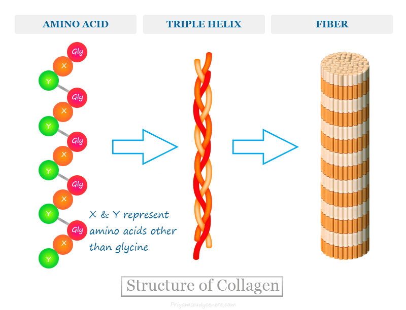 <ul><li><p>Made of 3 polypeptides wound into a triple helix (P-G-X repeating sequence)</p></li><li><p>Rope-like structure → <strong>high tensile strength</strong></p></li><li><p>R-groups face outward → allows <strong>functional variation</strong></p></li><li><p>Found in <strong>tendons, ligaments, skin, and bones</strong></p></li></ul><p></p>