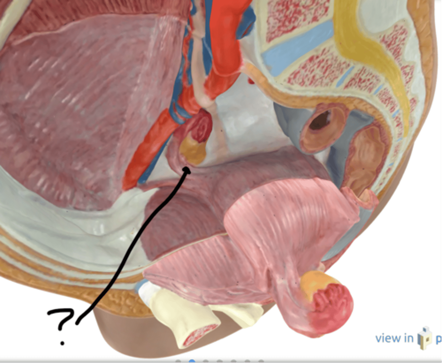 <p>Name this connective tissue</p>