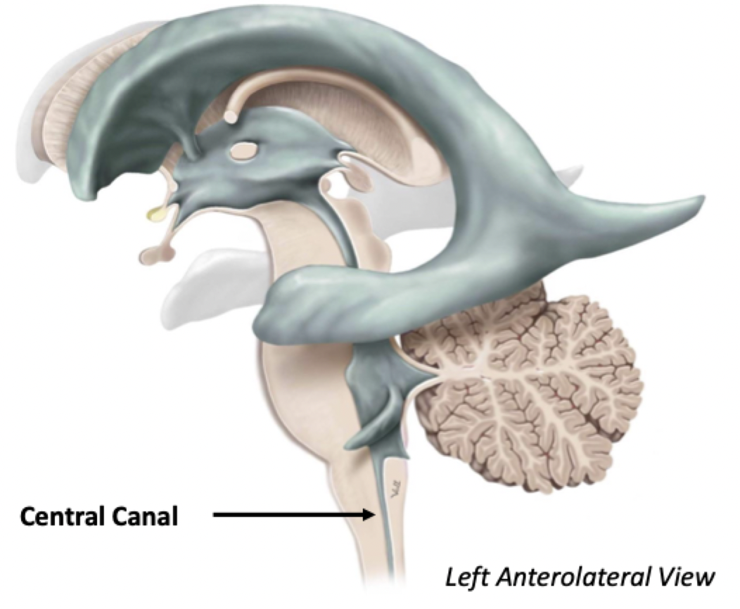 <ul><li><p>The central canal continues all the way down the spinal cord</p></li><li><p>﻿﻿Provides metabolic support to the deep spinal cord</p></li></ul>