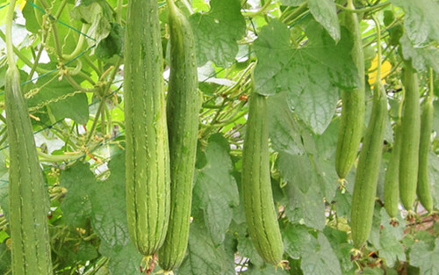 <p>Nenua (Gilkyachi Turai)</p>