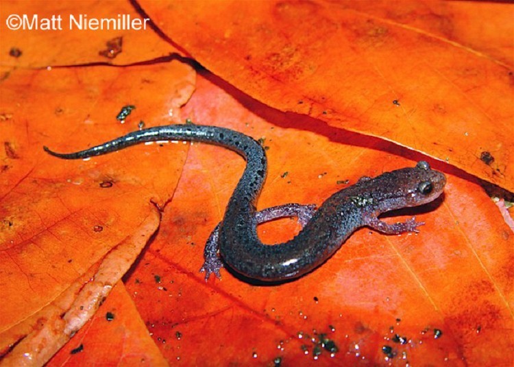 <p> A small, dark-colored salamander (2.5 to 3.5 inches in length) with a red or orangish wavy pattern, or “zigzag”, extending from the neck down the back to the base of the tail where it straightens out. This species also occurs in a brownish-gray color morph without the zigzag. Small white flecks occur on the back and sides giving a metallic appearance. The belly is gray or black with orange or reddish speckles.</p>
