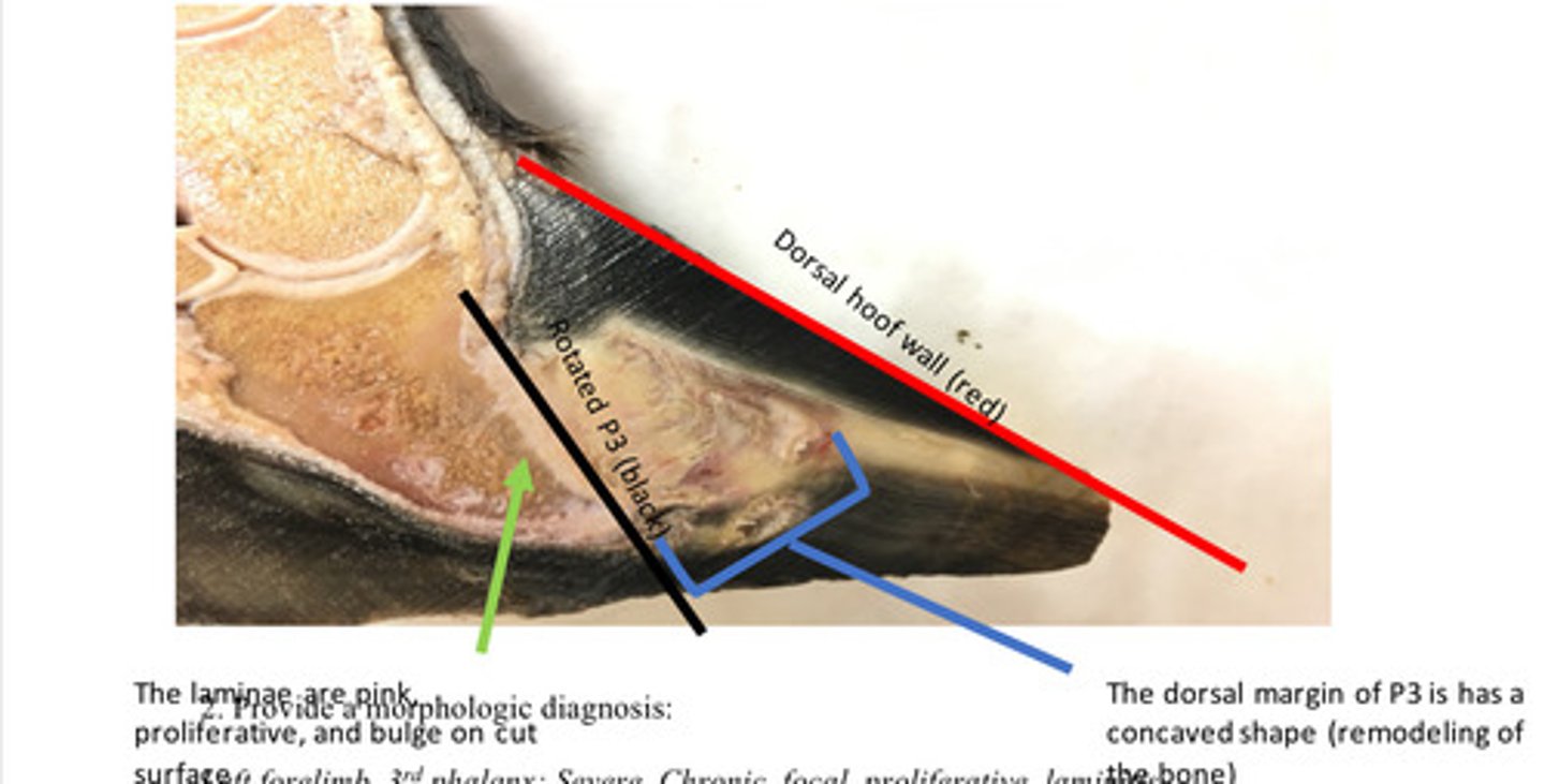 <p>Provide morphological diagnosis</p>